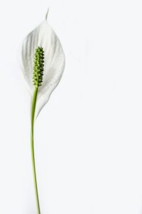 Peace Lily