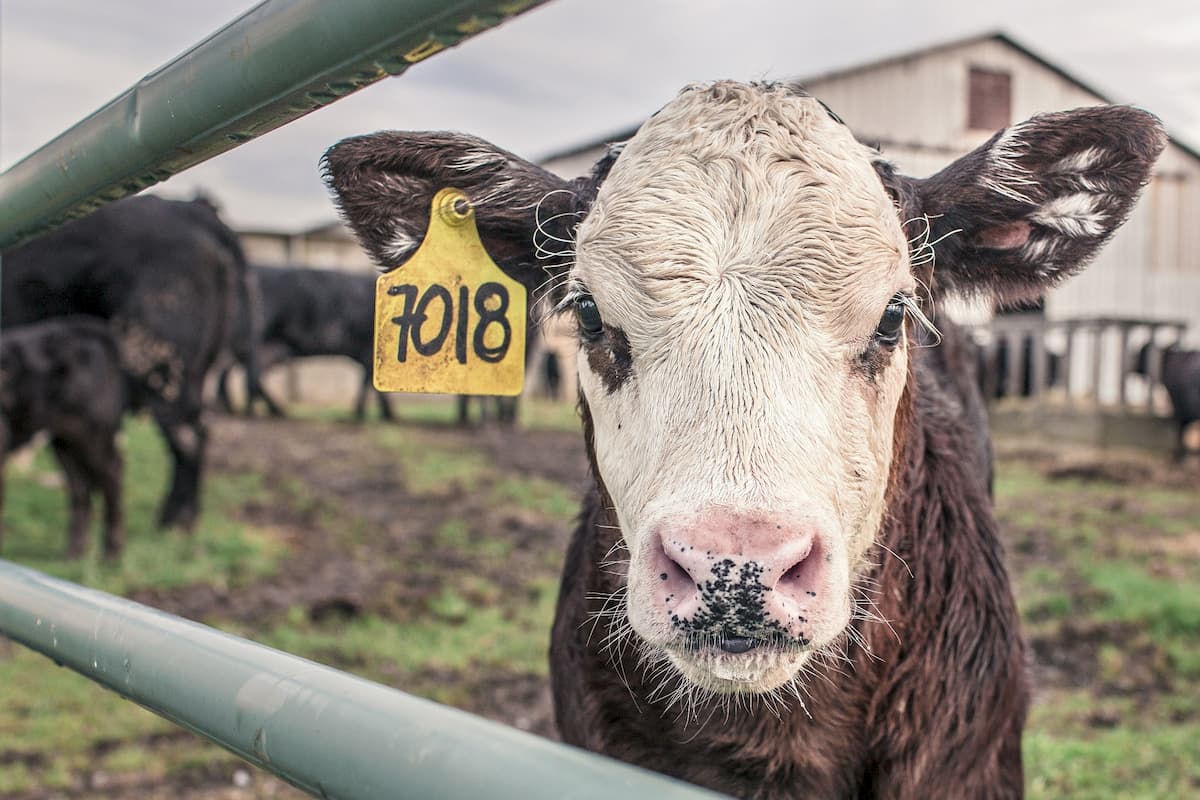 Calf in Field