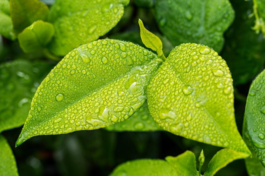 Green leaf with water droplets on it