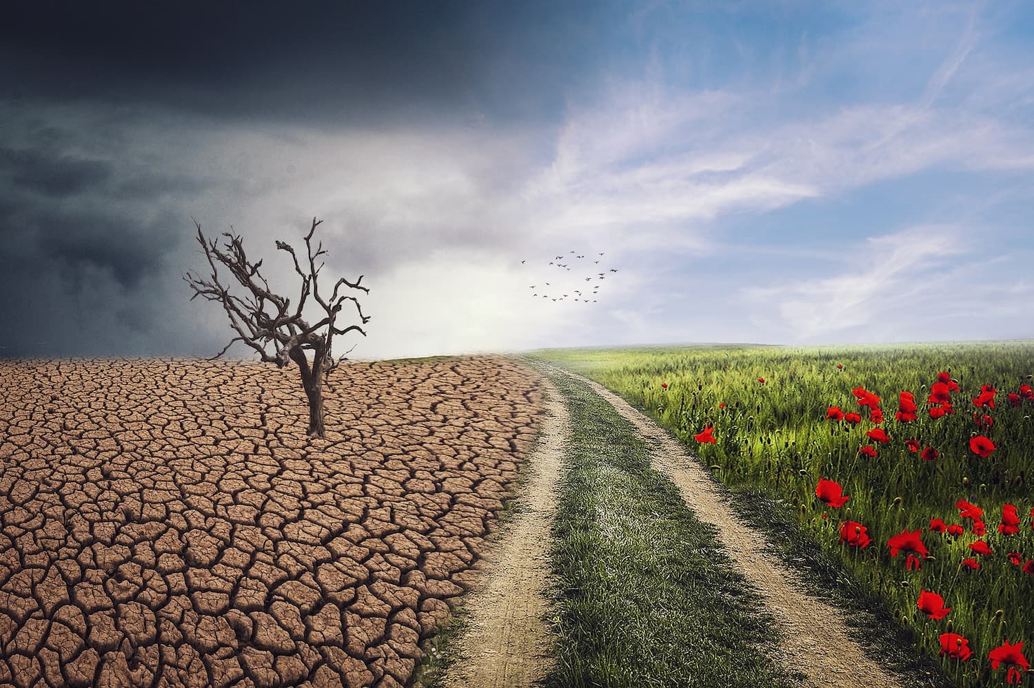 Landscape, barren and dry on the left, lush and green on the right